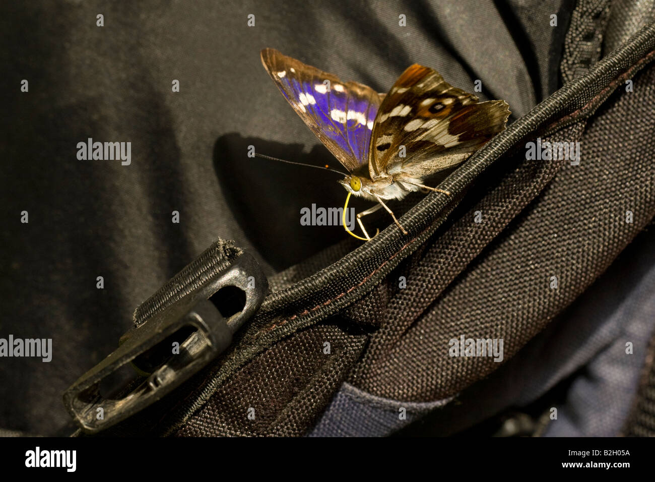 Maschio imperatore viola (Apatura iris) su zaino ottenendo sali, Luglio, Northamptonshire, England, Regno Unito Foto Stock