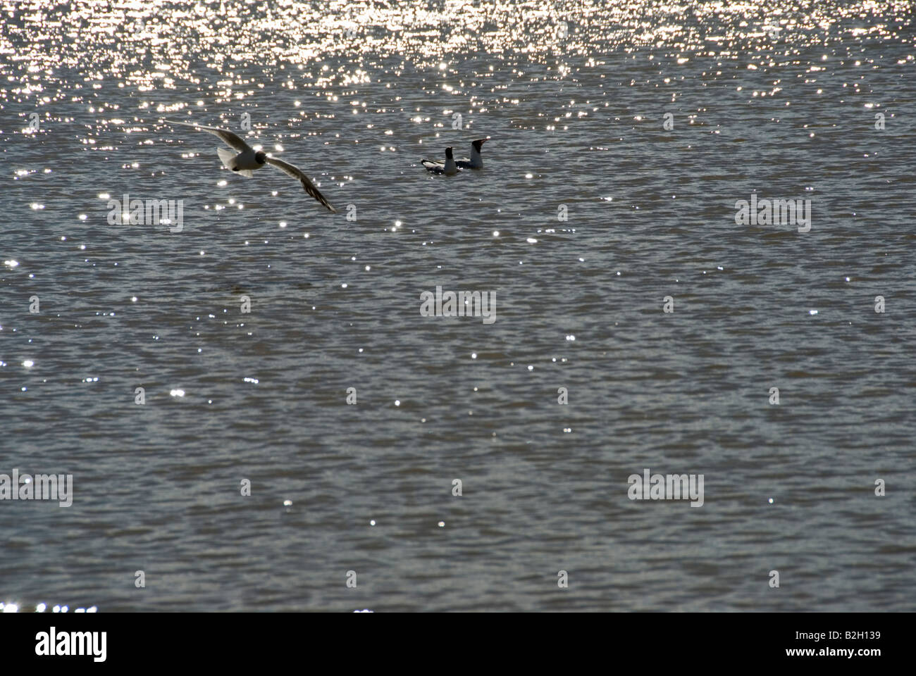 Foto di stock di un gabbiano sorvolando un lago con il sole che splende su l'acqua Foto Stock