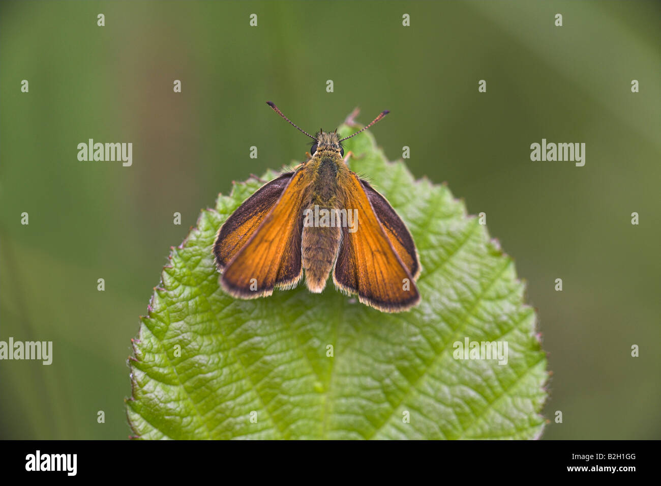 Piccola Skipper Thymelicus sylvestris appollaiato sulla lamina a gola cava, Malvern Hills, Worcestershire, Regno Unito in luglio. Foto Stock