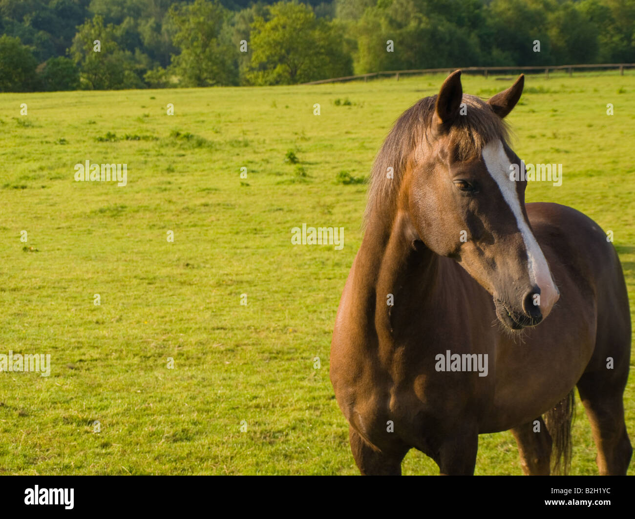 Cavallo nel bellissimo Campo verde in estate britannica mattina Foto Stock