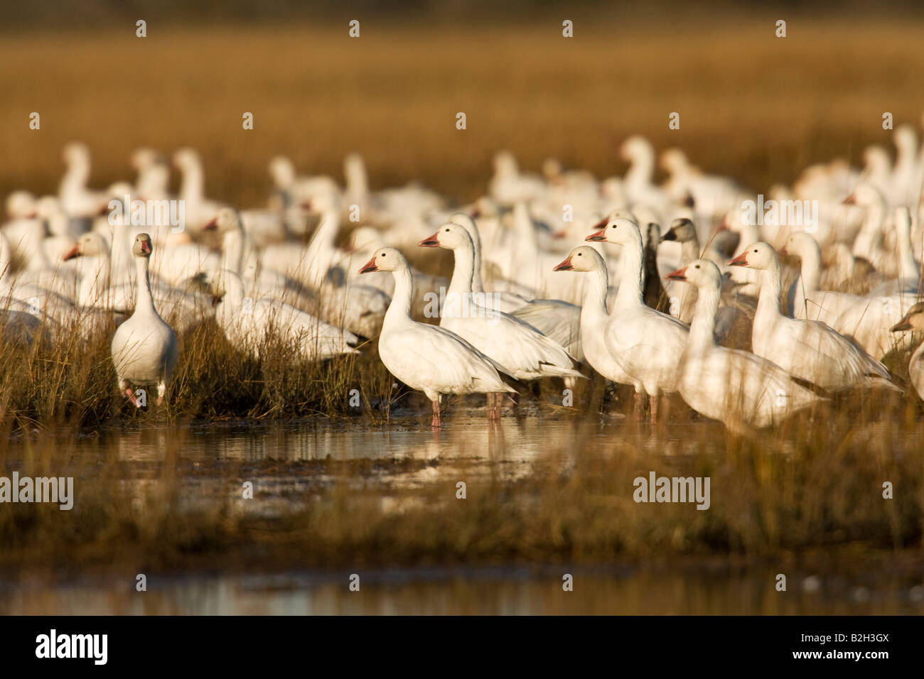 Le oche delle nevi (Chen caerulescens) Foto Stock