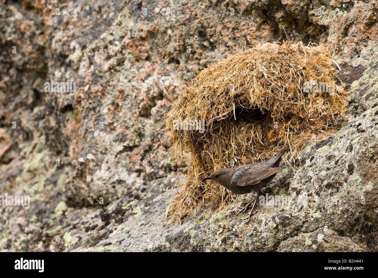 American bilanciere (Cinclus mexicanus) pulcini di alimentazione a un nido per questi uccelli nidificano sulle battute di rocce a strapiombo acqua Foto Stock