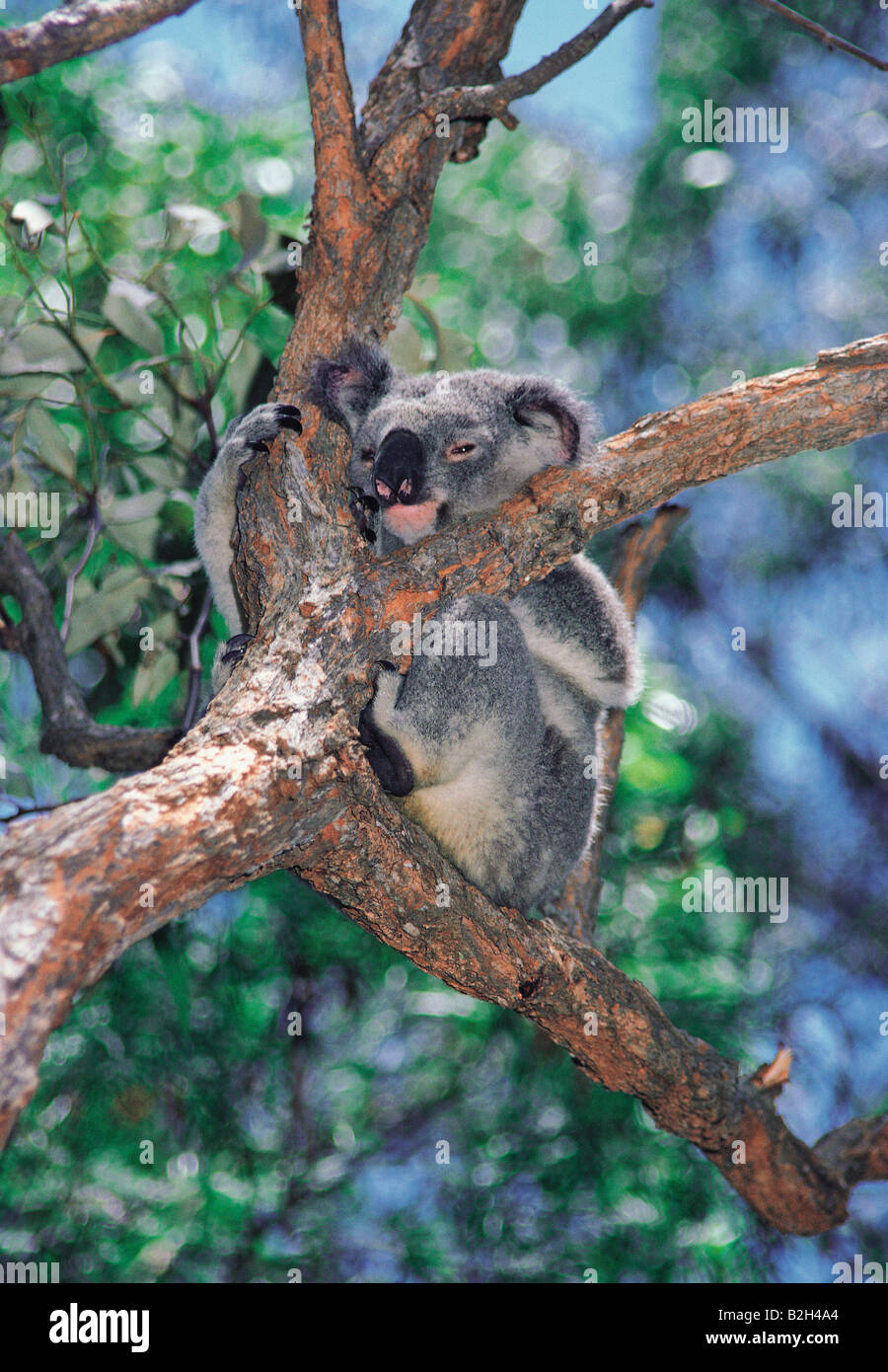 Australia. Koala adulto seduto sul ramo dell'albero di Eucalyptus. (Phascolarctos cinereus). Foto Stock