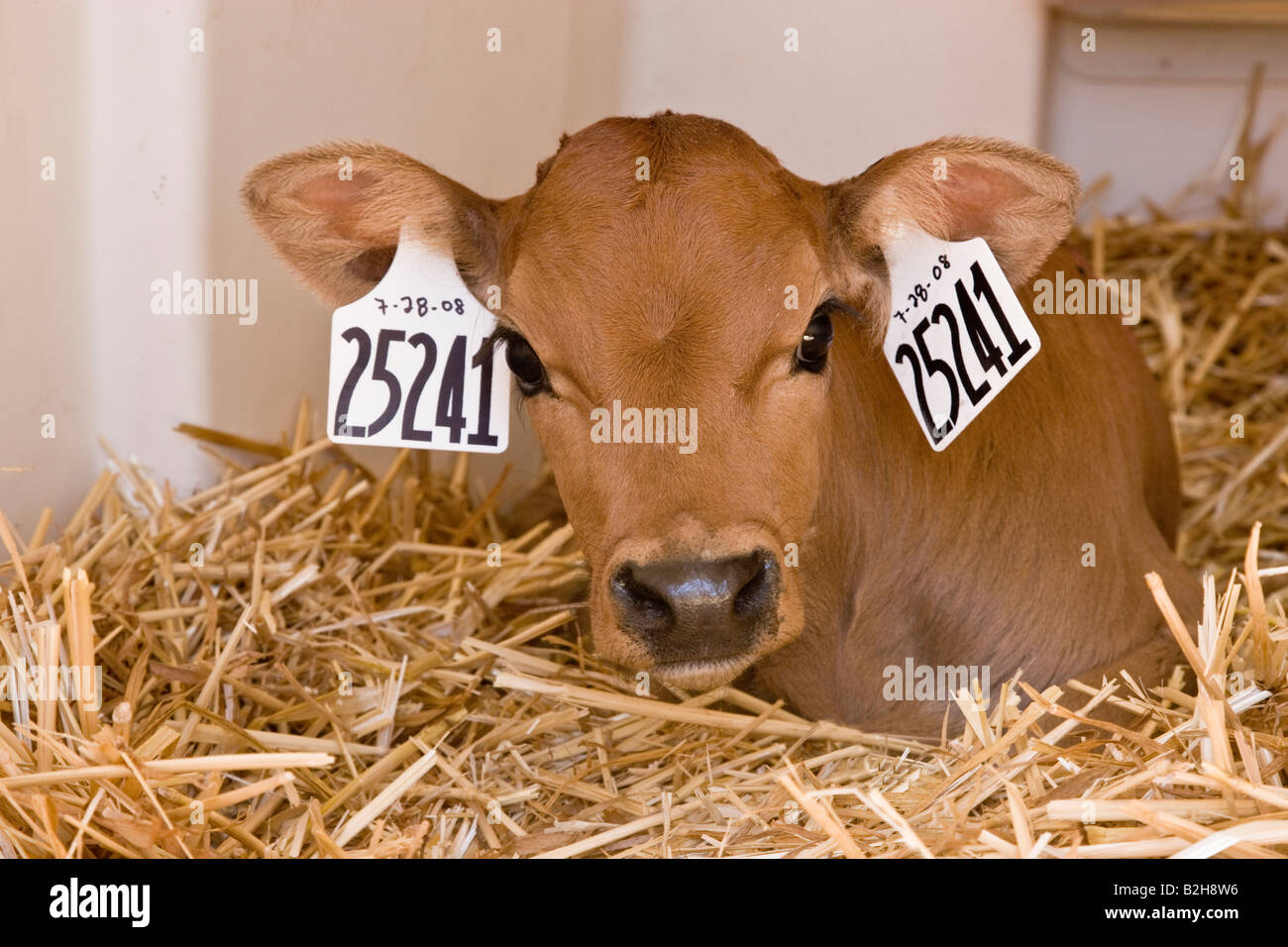 Di vitello neonato di riposo. Foto Stock