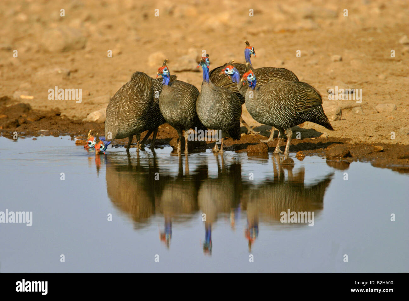 Gruppo Helmeted Faraone Numida meleagris waterhole NP Etosha National Park Namibia Africa Foto Stock