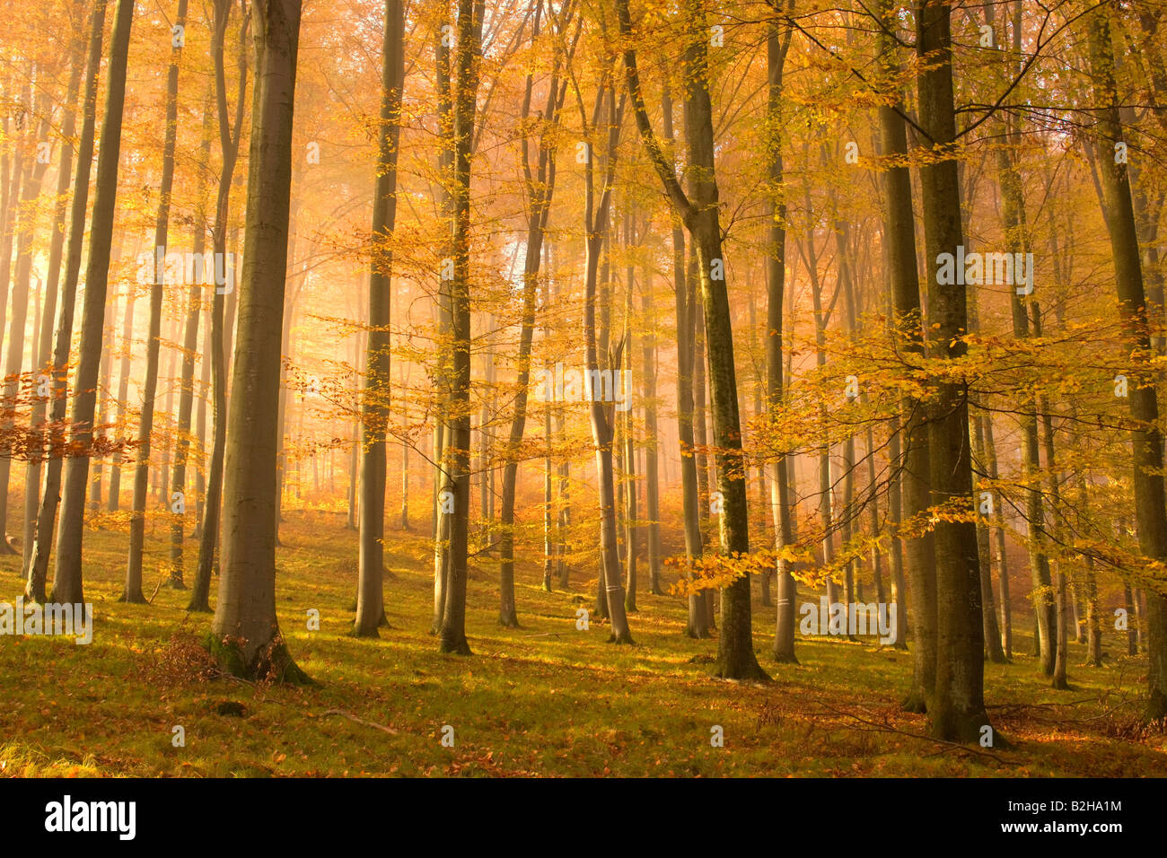 Foresta di autunno cadono le foglie fogliame Schwaebische Alb Germania colori autunnali colori di alberi decidui Foto Stock