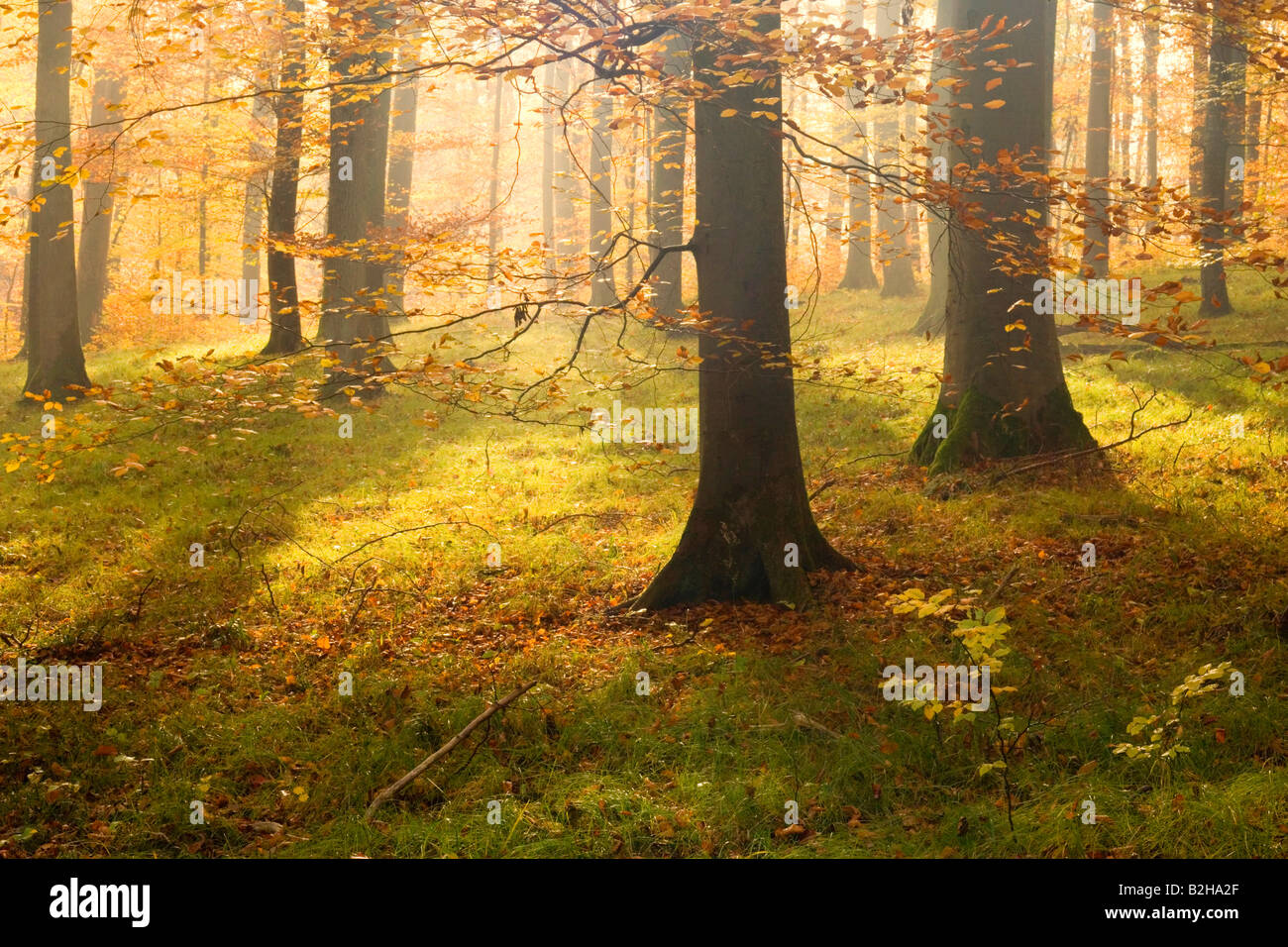 Foresta di autunno cadono le foglie fogliame Schwaebische Alb Germania colori autunnali colori di alberi decidui Foto Stock