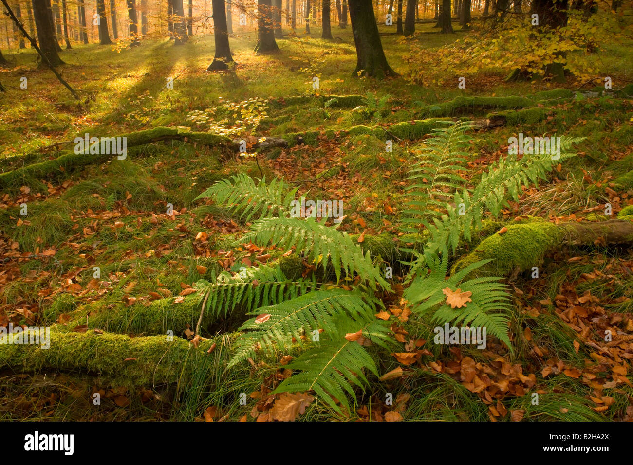 Foresta di autunno cadono le foglie fogliame Schwaebische Alb Germania colori autunnali colori fern alberi decidui Foto Stock