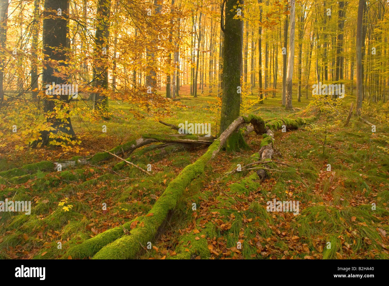 Foresta di autunno cadono le foglie fogliame Schwaebische Alb Germania colori autunnali colori di alberi decidui Foto Stock