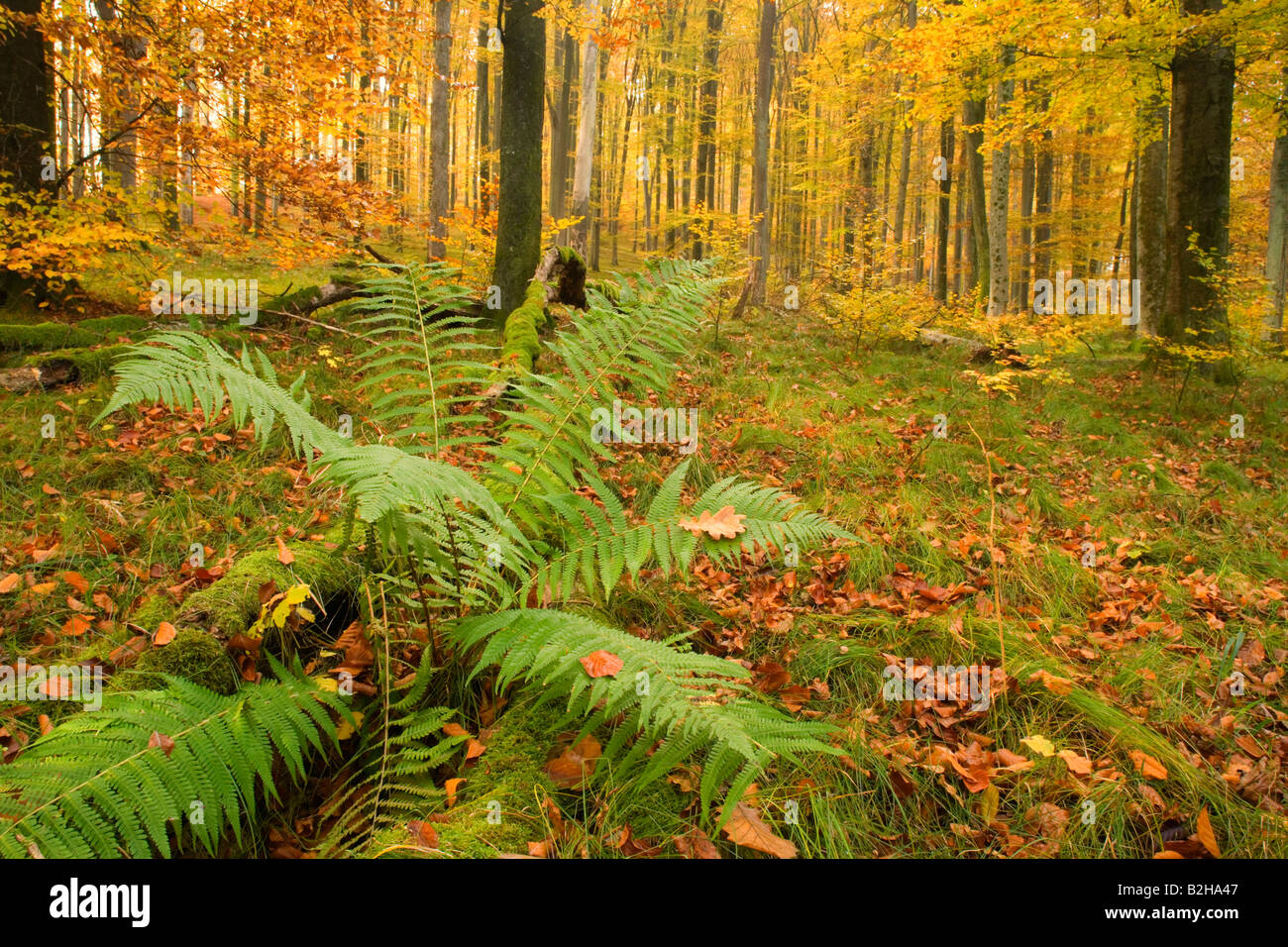 Foresta di autunno cadono le foglie fogliame Schwaebische Alb Germania colori autunnali colori fern alberi decidui Foto Stock