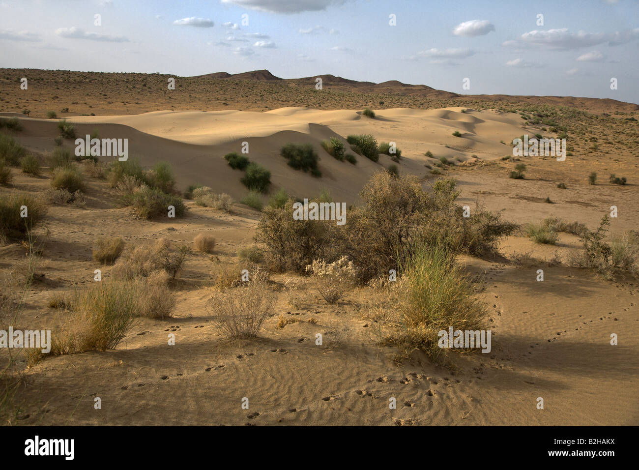 Le dune di sabbia della forma nel deserto di Thar vicino a Jaisalmer Rajasthan in India Foto Stock