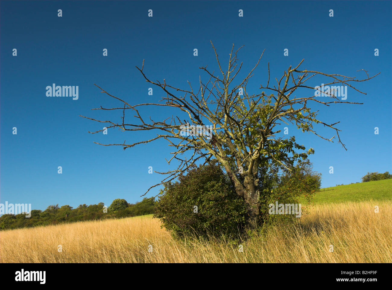 Legno morto albero morto coarse impurità legnose paesaggio di campagna scenario Foto Stock
