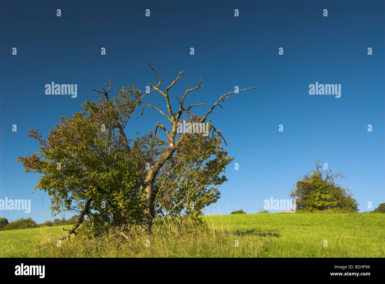 Legno morto albero morto coarse impurità legnose paesaggio di campagna scenario Foto Stock