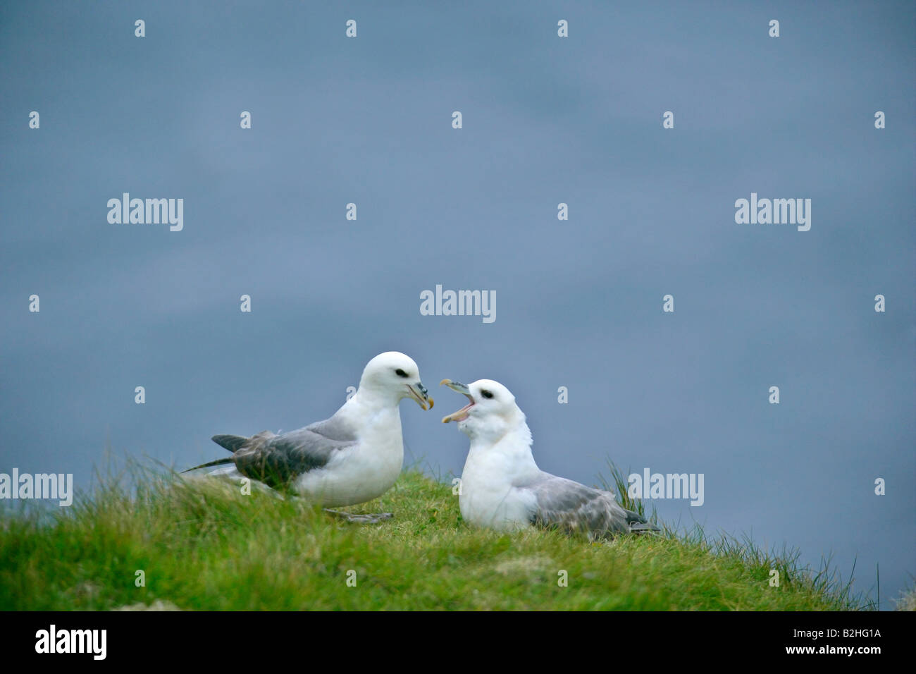 Northern Fulmar Fulmarus glacialis Hermaness Allevamento Riserva Naturale Unst Isole Shetland Scozia UK flirtare giovane coppia Foto Stock