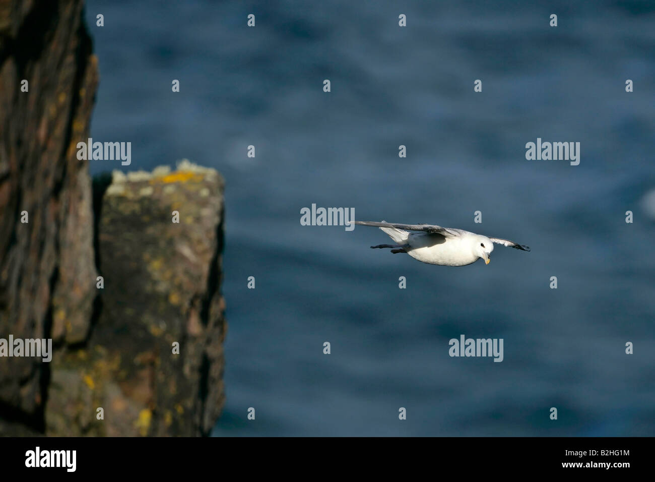Northern Fulmar Fulmarus glacialis Hermaness Allevamento Riserva Naturale Unst Isole Shetland Scozia UK battenti volo orientabile Foto Stock