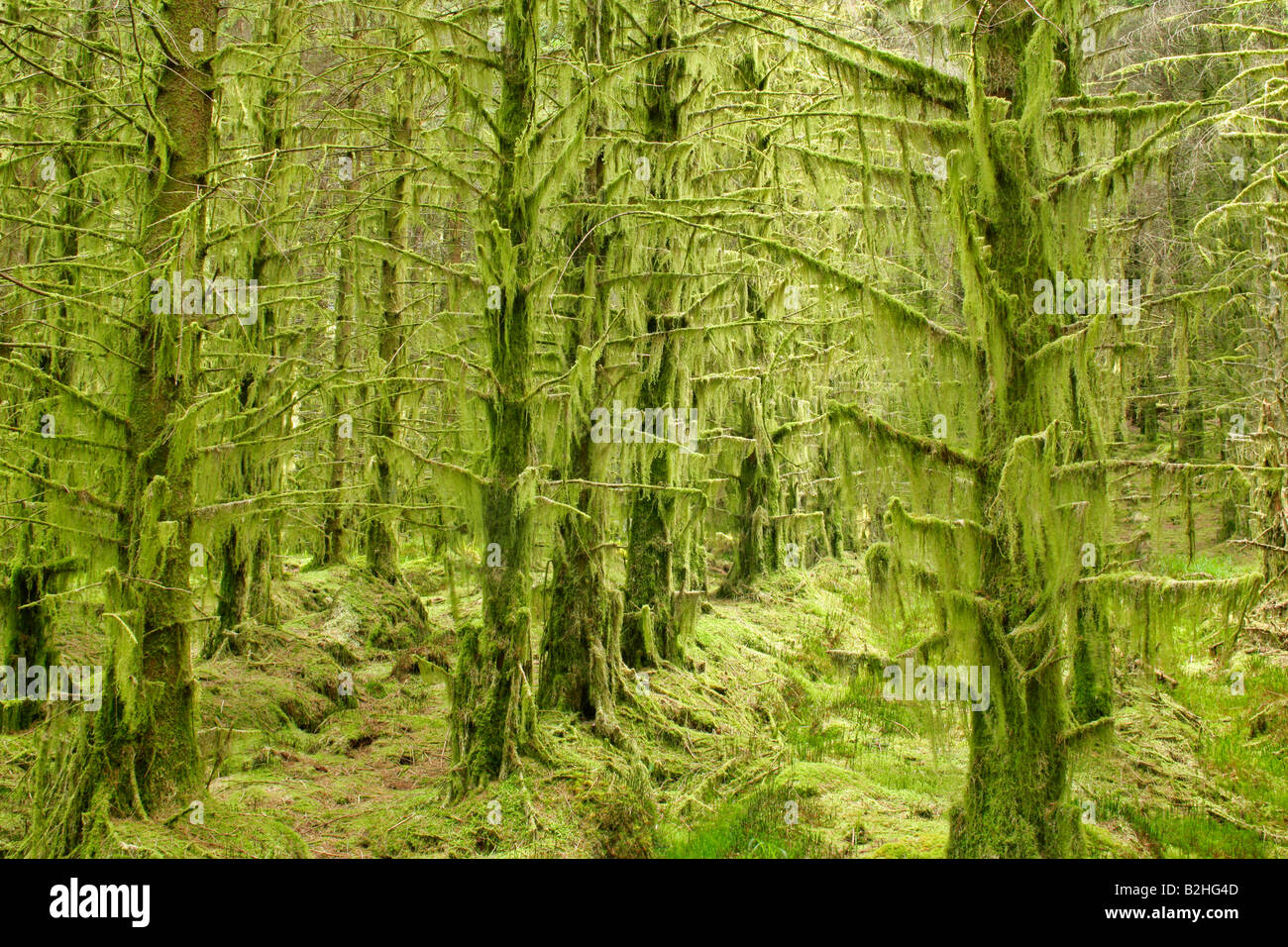La foresta di conifere Glen Etive Glencoe area Highlands della Scozia UK ancora alambicchi sfondi sfondo pattern i pattern close up m Foto Stock