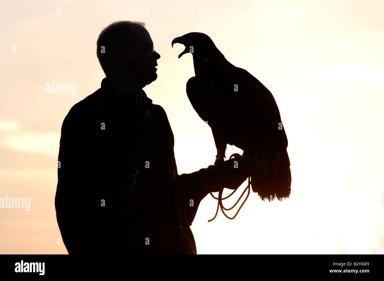Falconer falcon hound retroilluminazione contorno silhouette di post-incandescenza al tramonto Foto Stock