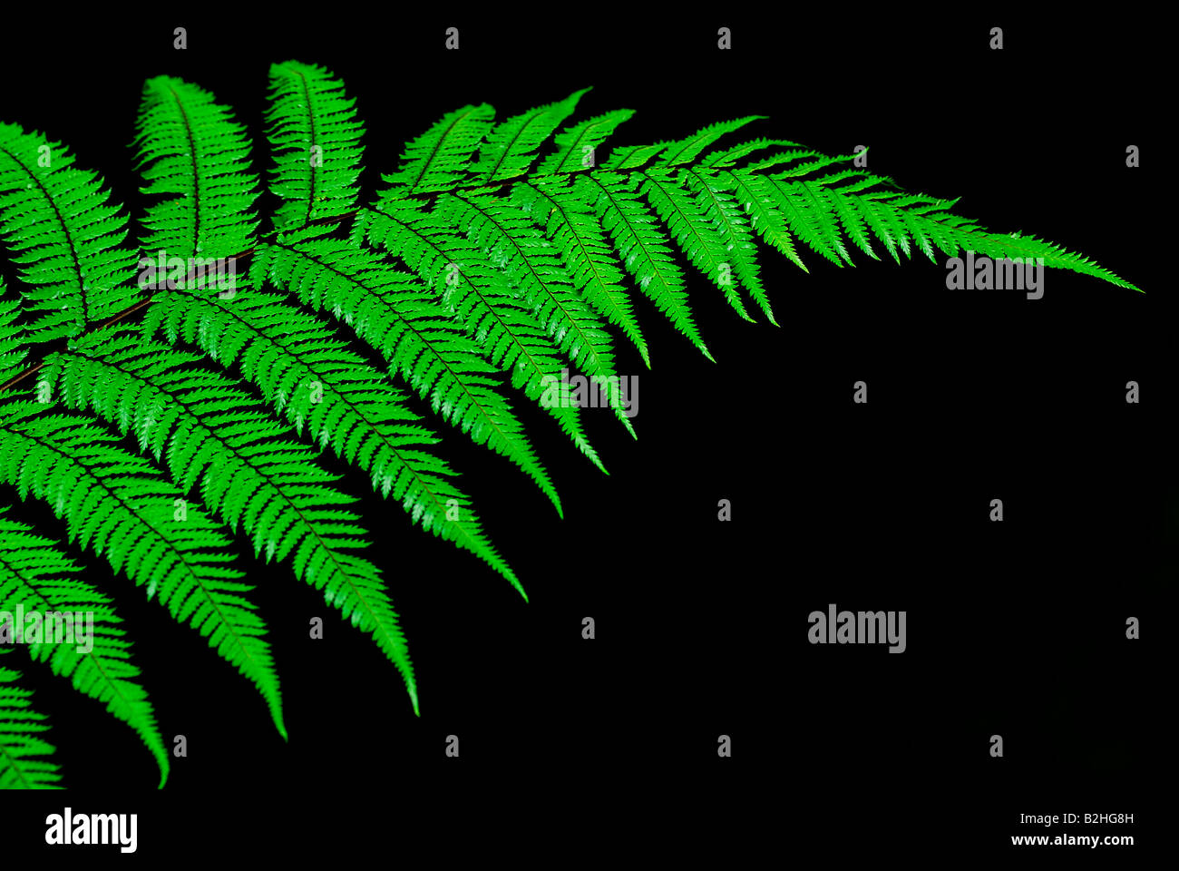 Freno di felce Pteridophyta Westland National Park a sud-ovest di nuovi alambicchi Zealandstill sfondi sfondo pattern i pattern vicino Foto Stock