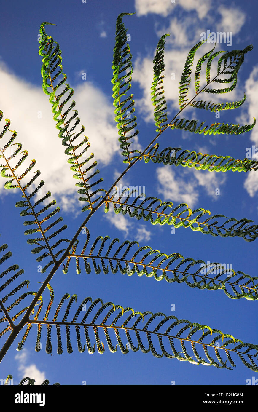 Felce freno retroilluminazione Pteridophyta Marlborough Sounds parco nazionale di NP Isola del Sud della Nuova Zelanda ancora alambicchi backgroun di sfondo Foto Stock