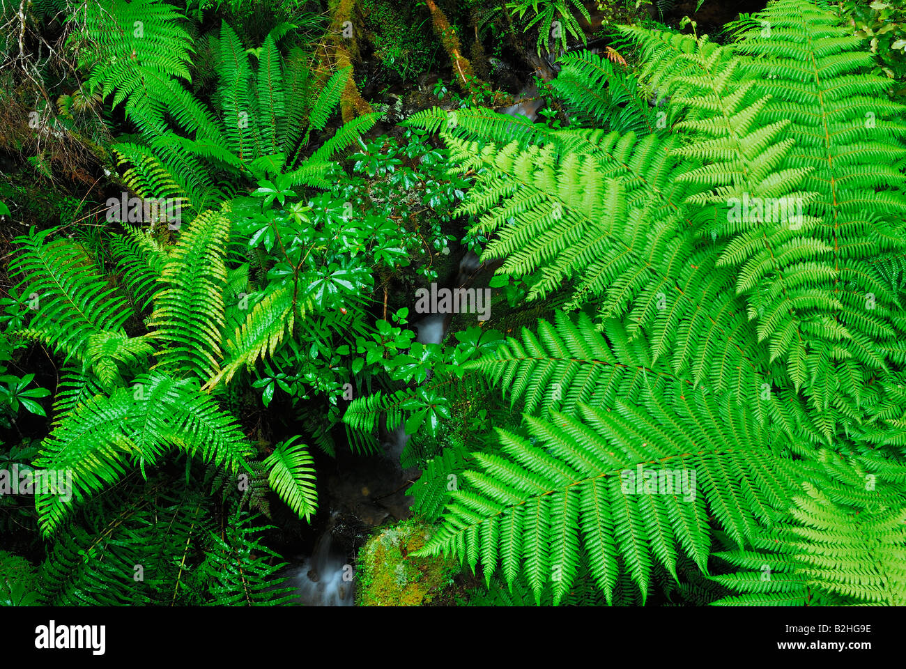 Freno Pteridophyta felce Parco Nazionale di Fiordland Isola del Sud della Nuova Zelanda ancora alambicchi sfondi sfondo pattern i pattern Foto Stock