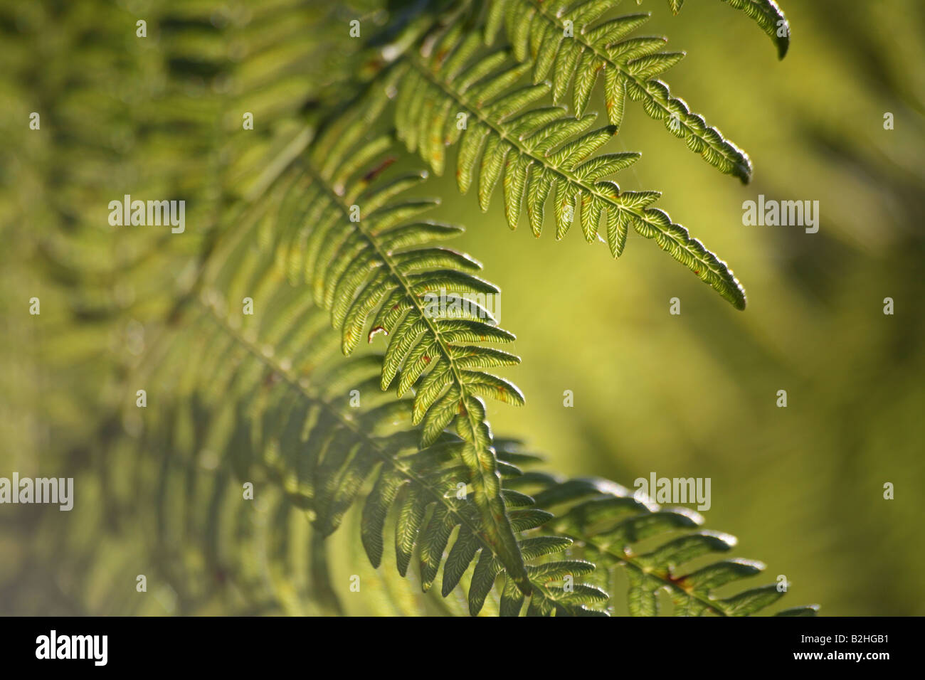 Freno Pteridophyta felce ancora alambicchi sfondi sfondo patterns close up macro immagine impressa sullo schermo verde natura dettaglio Foto Stock