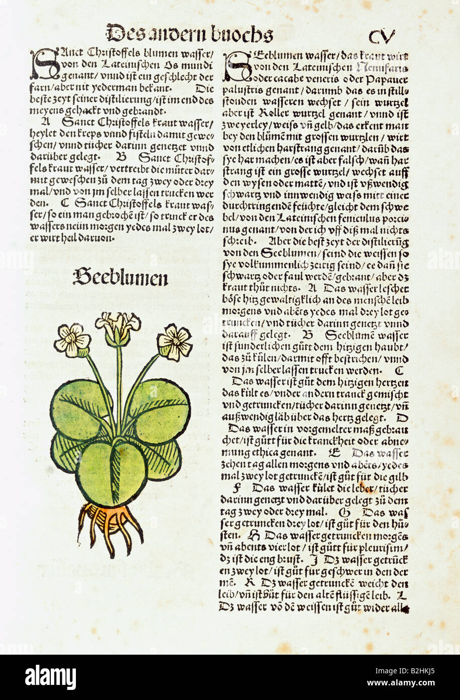 Botanica, fiori, ninfea, legno tagliato, colorato, da 'Das Dettillierbuch' (il libro di distillazione), di Hieronymus Brunschwig, stampato da J. Grueninger, Germania, 1521, arte antica e negozio di libri Woelfle, Monaco di Baviera, Foto Stock