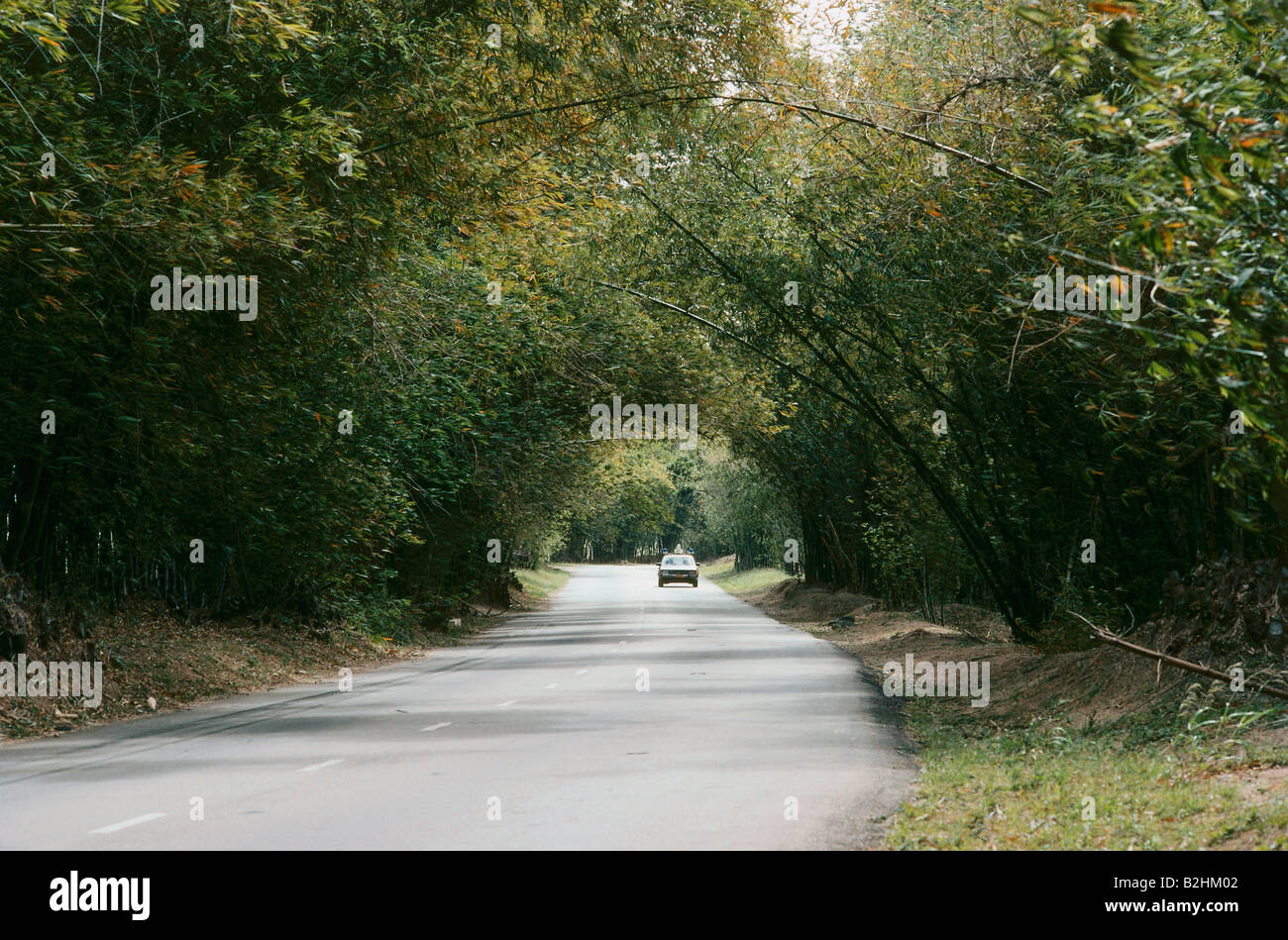 Geografia / viaggi, Giamaica, trasporti / trasporto, strade, Bamboo Avenue, tra Metà Quarti e grondaia, Central Ame Foto Stock