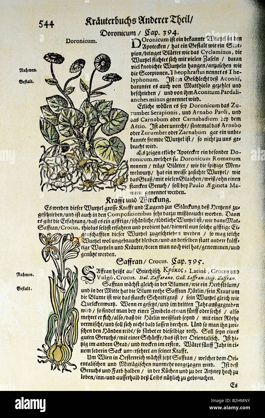 Botanica, spezie, Doronicum, zafferano (Crocus), legno tagliato, colorato, da 'Kraeuterbuch' (libro di erbe), di Adamus Lonicerus (1528 - 1586), rivisto da Peter Uffenbach, Francoforte, Germania, 1679, pagina 544, Museo Svizzero di Storia della Farmacia, Basilea, Foto Stock