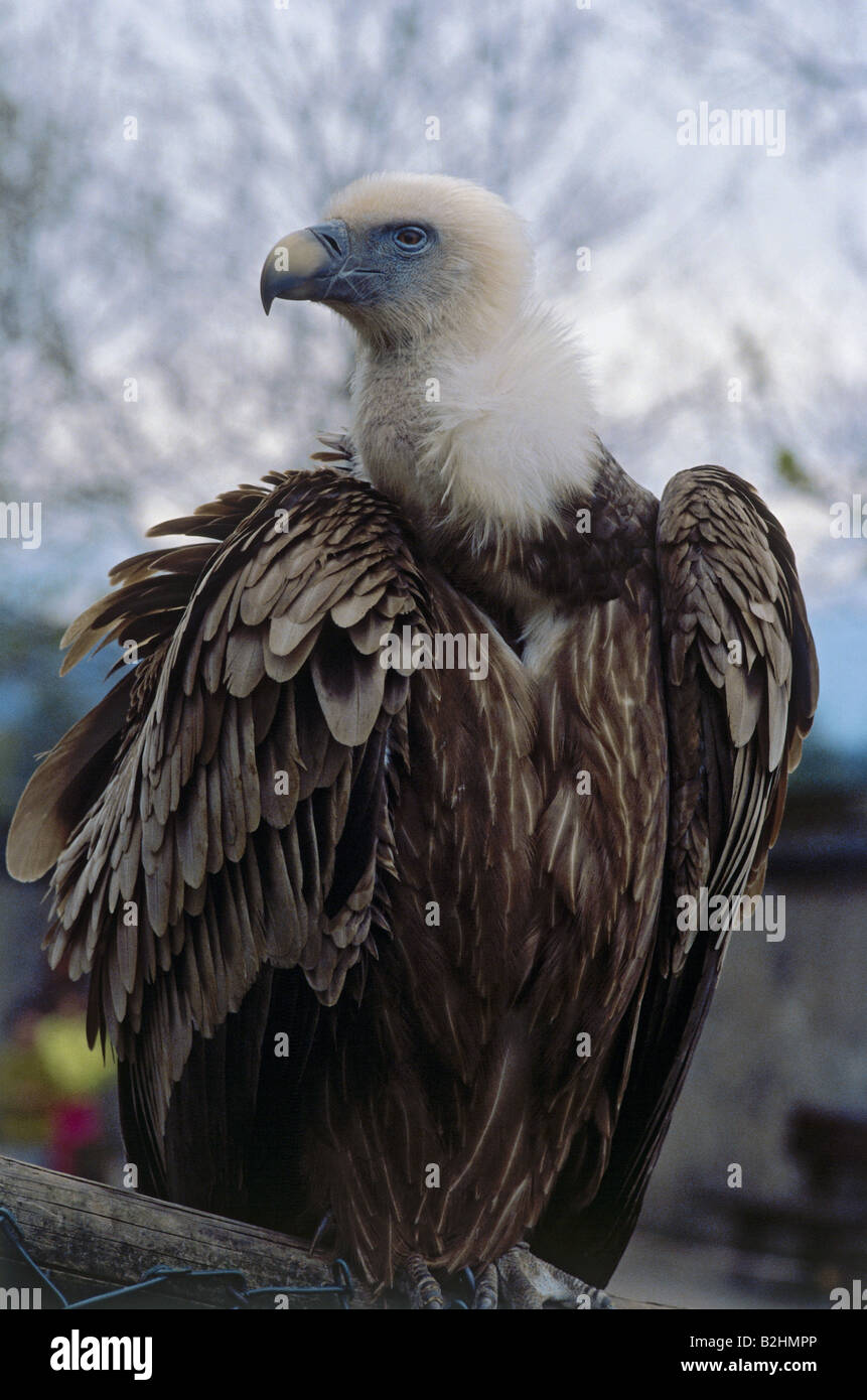 Zoologia / animali, uccelli / uccelli, avvoltoio grifone (Gyps fulvus), lo zoo di Salisburgo, distribuzione: Europa meridionale, settentrionale Afric Foto Stock