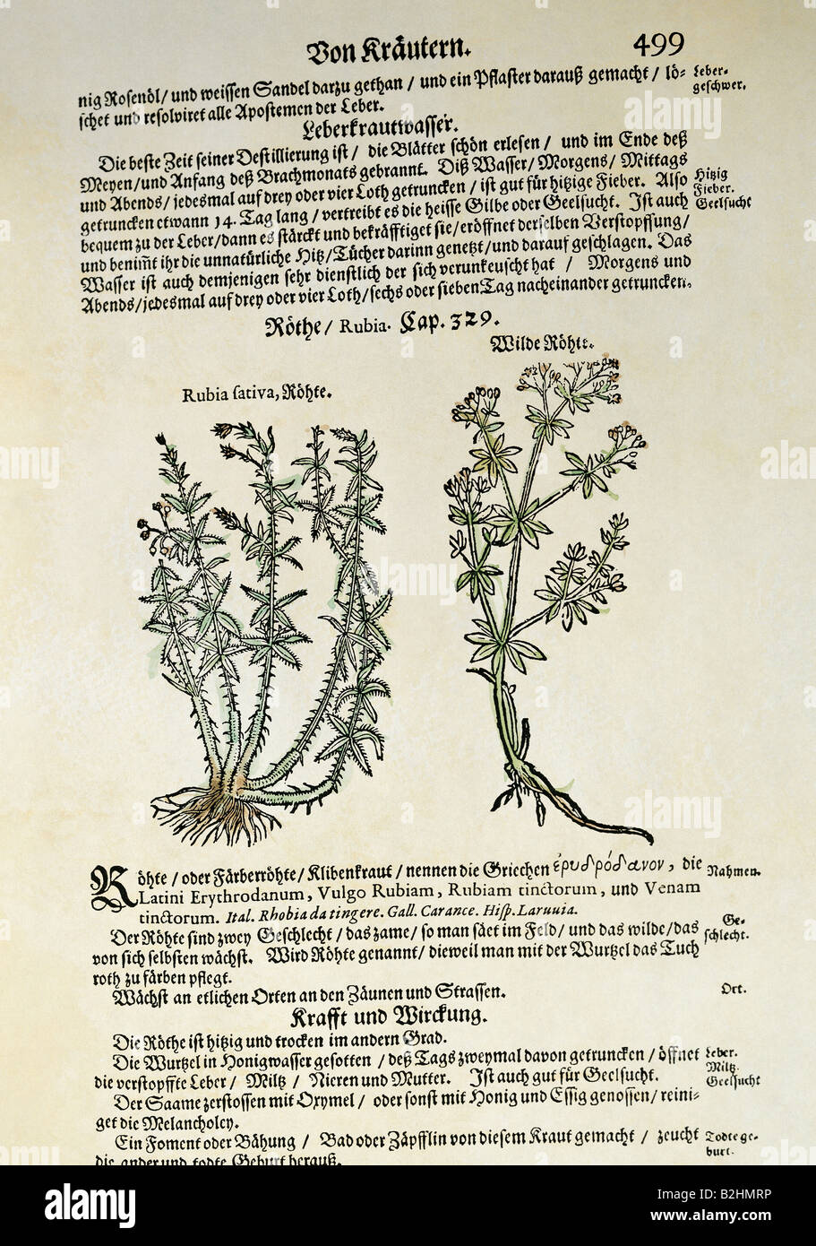 Botanica, erbe, vescica (Rubia sativa) e vescica comune (Rubia tinctorum), legno tagliato, colorato, da 'Kraeuterbuch' (libro di erbe), di Adamus Lonicerus (1528 - 1586), rivisto da Peter Uffenbach, Francoforte, Germania, 1679, Museo Svizzero di Storia della Farmacia, Basilea, Foto Stock