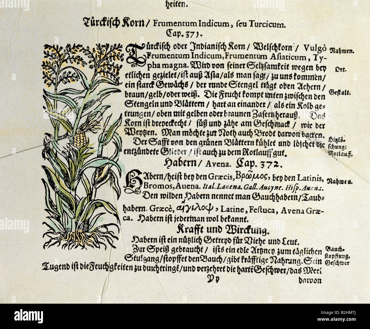Botanica, cereali, mais (Zea mays), legno tagliato, colorato, da 'Kraeuterbuch' (libro di erbe), di Adamus Lonicerus (1528 - 1586), rivisto da Peter Uffenbach, Francoforte, Germania, 1679, Museo Svizzero di Storia della Farmacia, Basilea, Foto Stock
