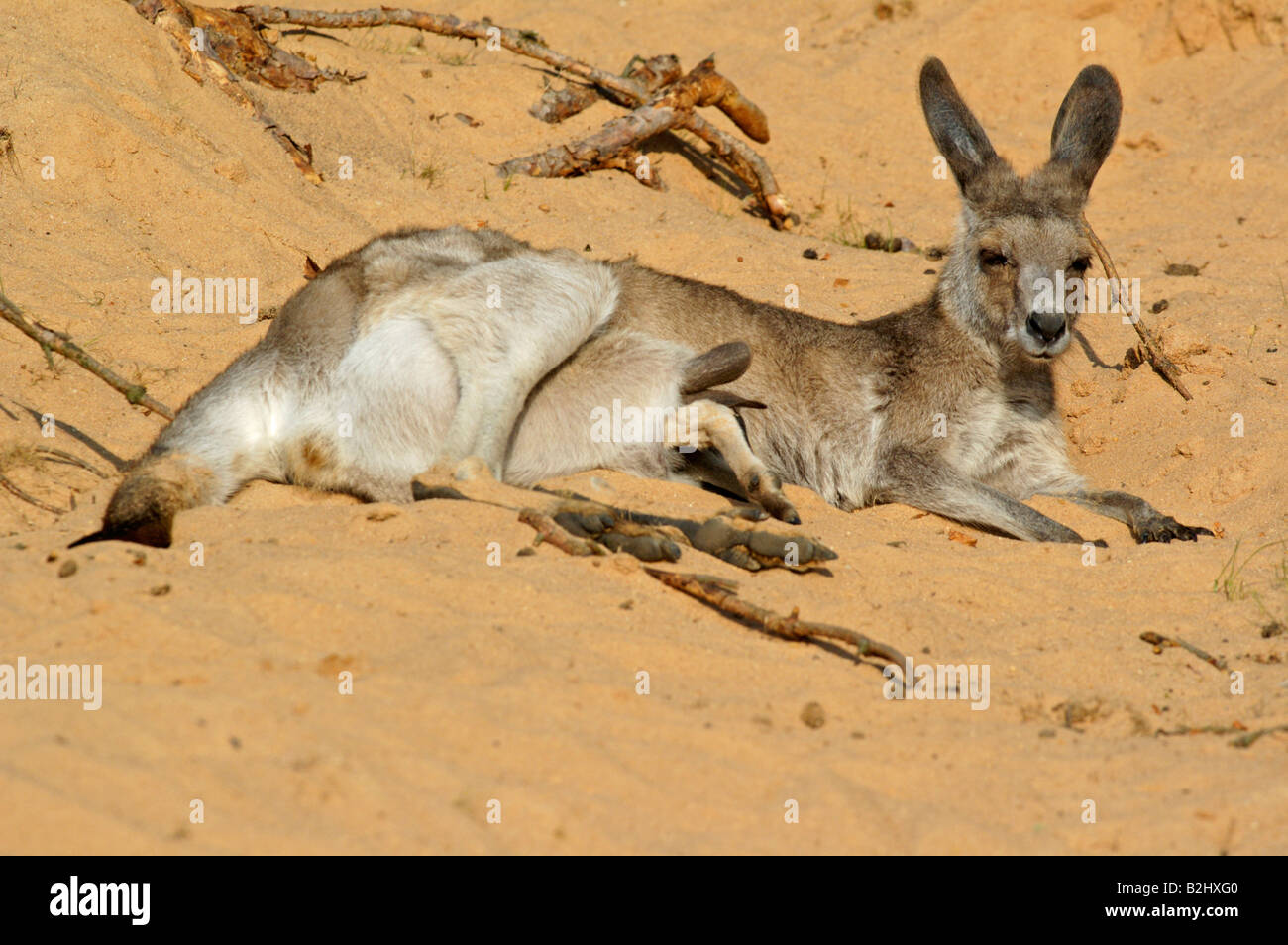 Oestliches Graues Riesenkaenguru Macropus giganteus orientale canguro grigio Foto Stock