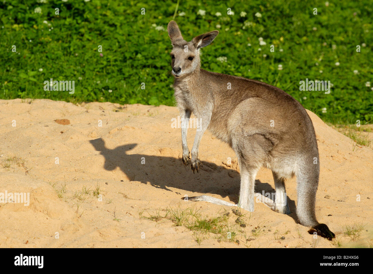 Oestliches Graues Riesenkaenguru Macropus giganteus orientale canguro grigio Foto Stock