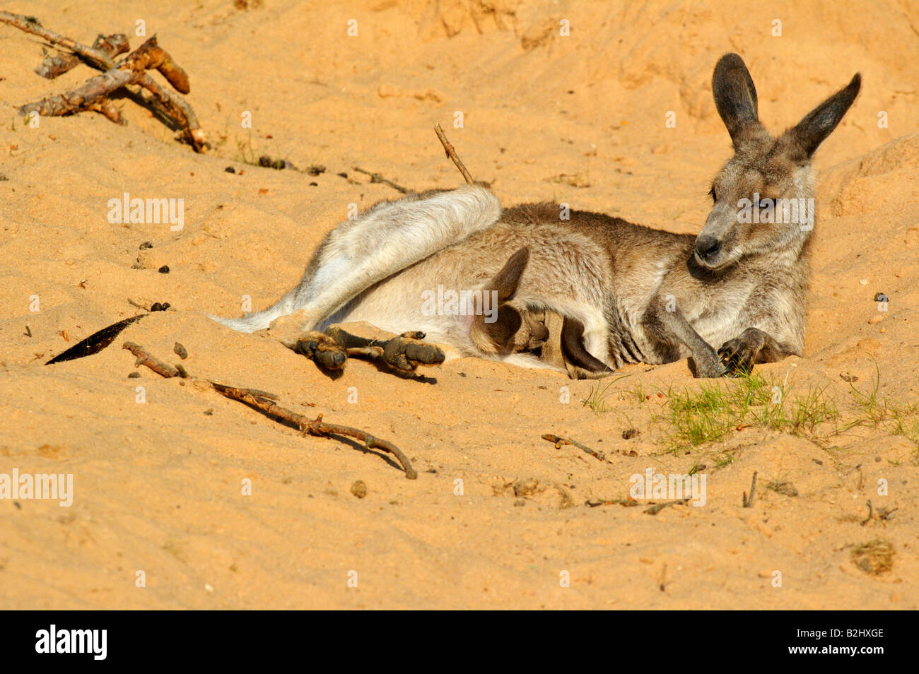 Oestliches Graues Riesenkaenguru Macropus giganteus orientale canguro grigio Foto Stock