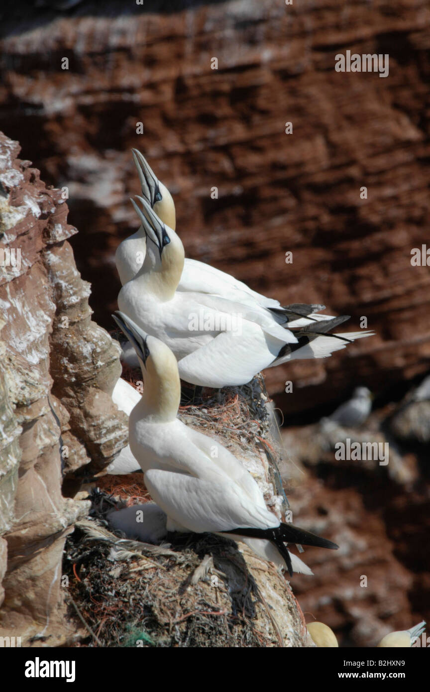 Basstoelpel Morus bassanus Sula bassana Northern sule am Brutplatz Helgoland Schleswig Holstein Deutschland Germania Foto Stock