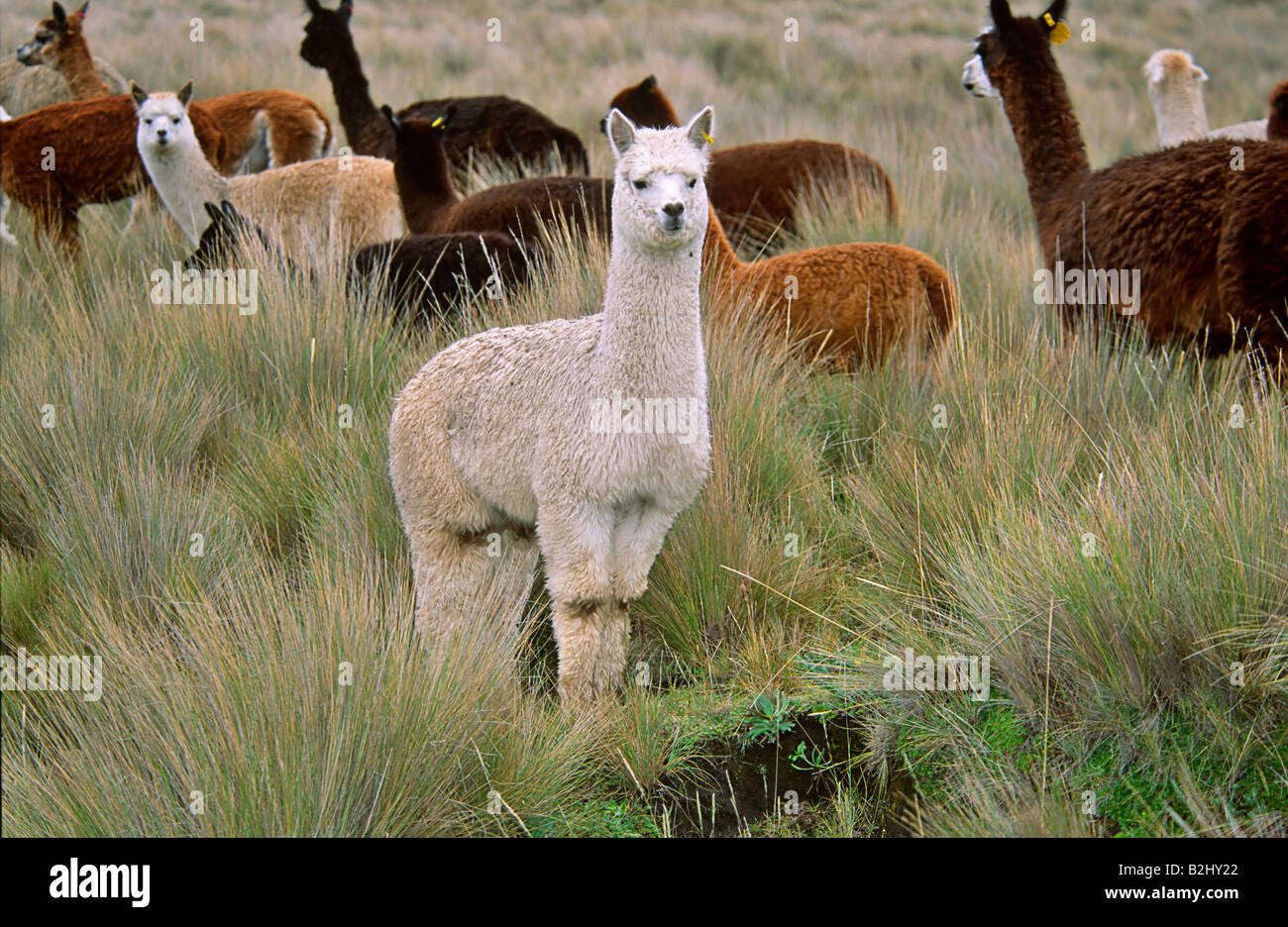 Alpaca Lama Lama pacos Ecuador highland America del Sud Foto stock - Alamy