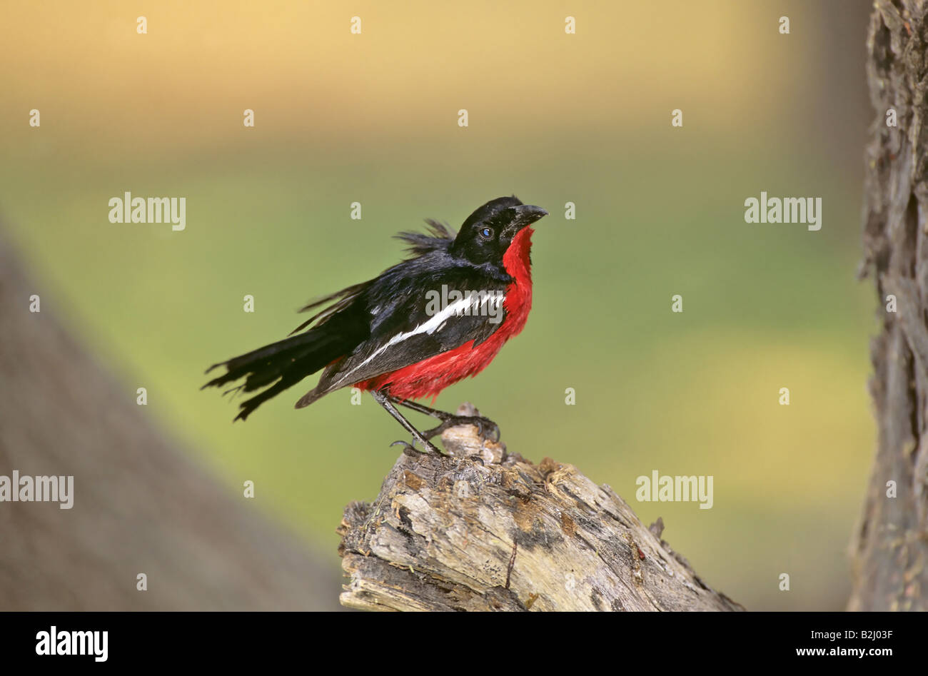 La Burchell gonolek [Laniarius atrococcineus] Namibia Afrika Rotbauchwuerger Laniarius atrococcineus Foto Stock