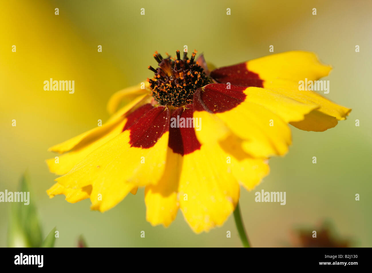 Blossom Tagete Tagetes flower bloom Foto Stock