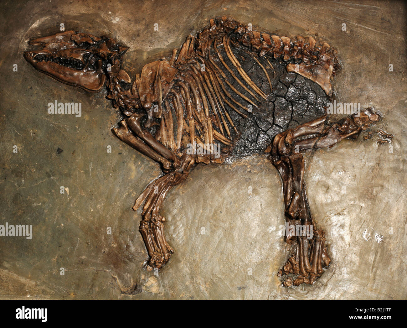 Le ossa di animali fossili dello scheletro Propalaeotherium parvulum Foto Stock