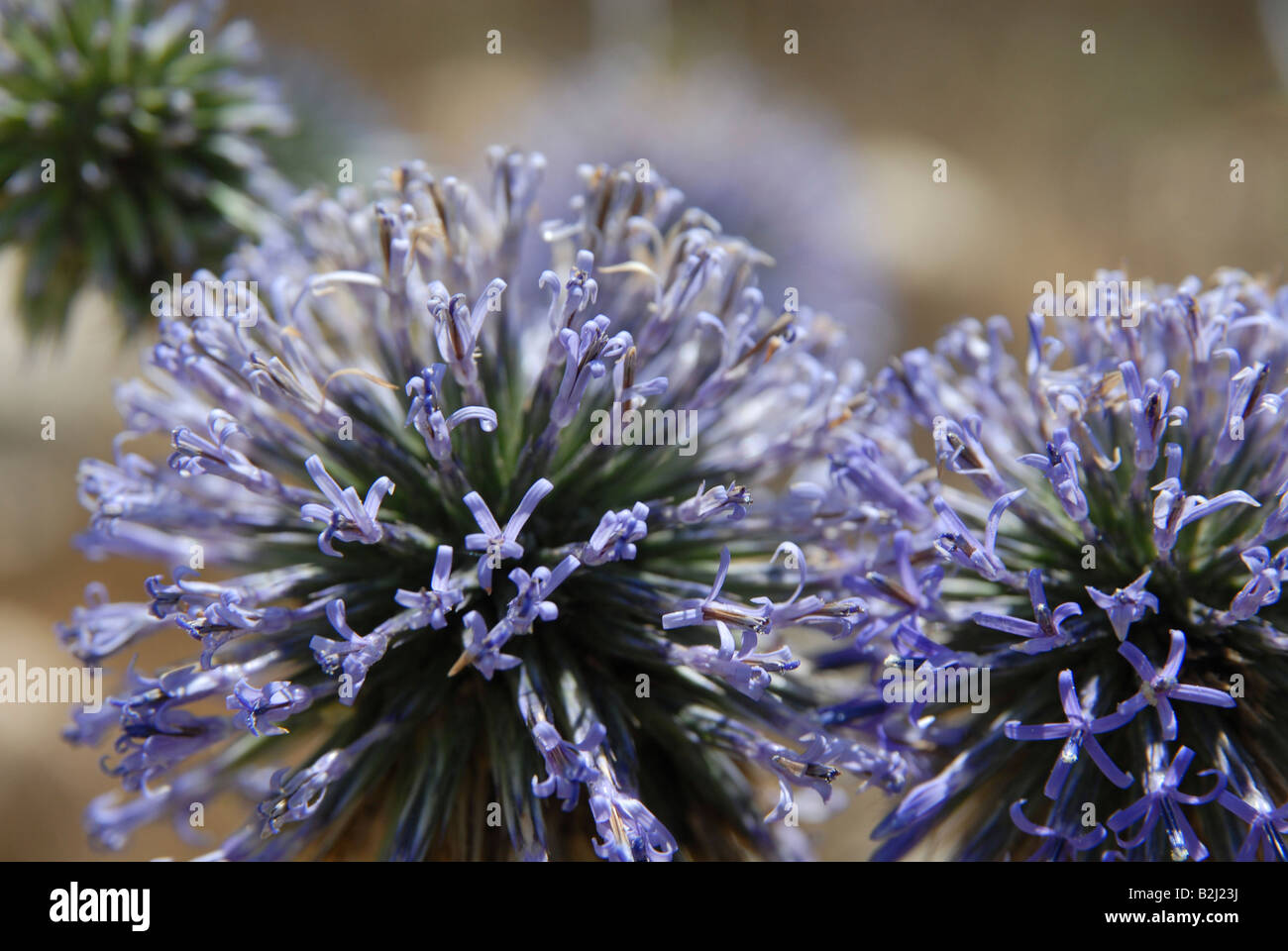 Latifoglie Porro selvatico o aglio selvatico Allium ampeloprasum Foto Stock