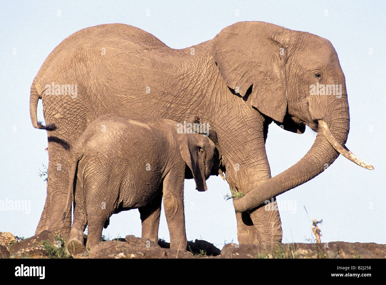 Zoologia / animali, mammifero / di mammifero, Elephantidae, Bush africano Elefante africano (Loxodonta africana), elefante in lattazione di vitello, Masai Foto Stock