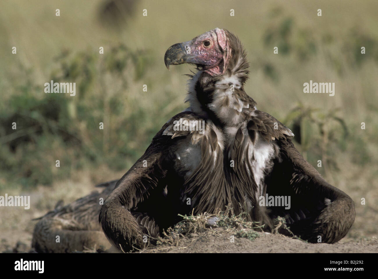 Zoologia / animali, uccelli rapaci, falda di fronte-avvoltoio, (Torgos tracheliotus), Masi Mara, Kenya, distribuzione: Africa, uccello Foto Stock