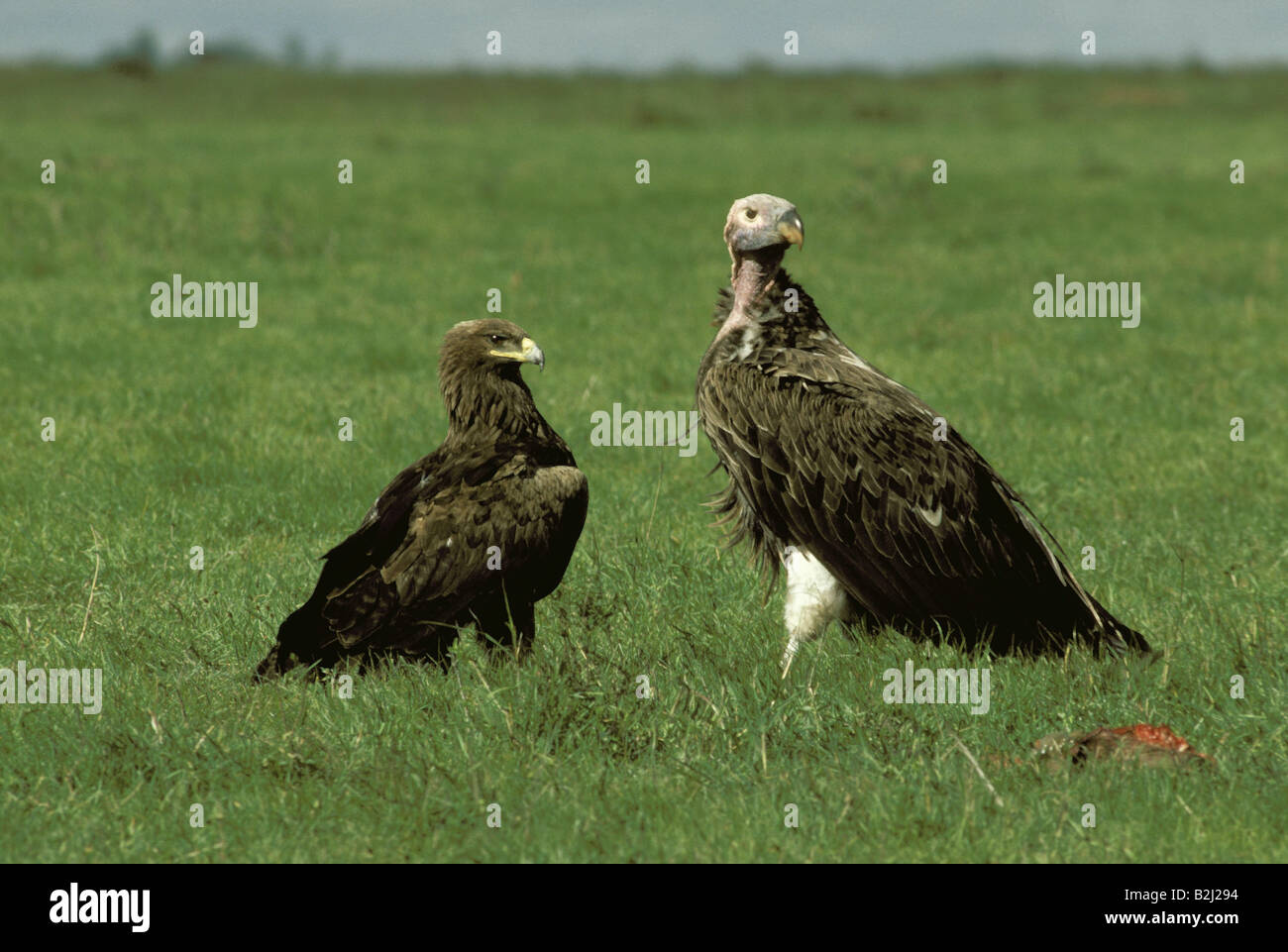 Zoologia / animali, uccelli rapaci, falda di fronte-avvoltoio, (Torgos tracheliotus), e bruna, Eagle (Aquila rapax), seduta in gras Foto Stock