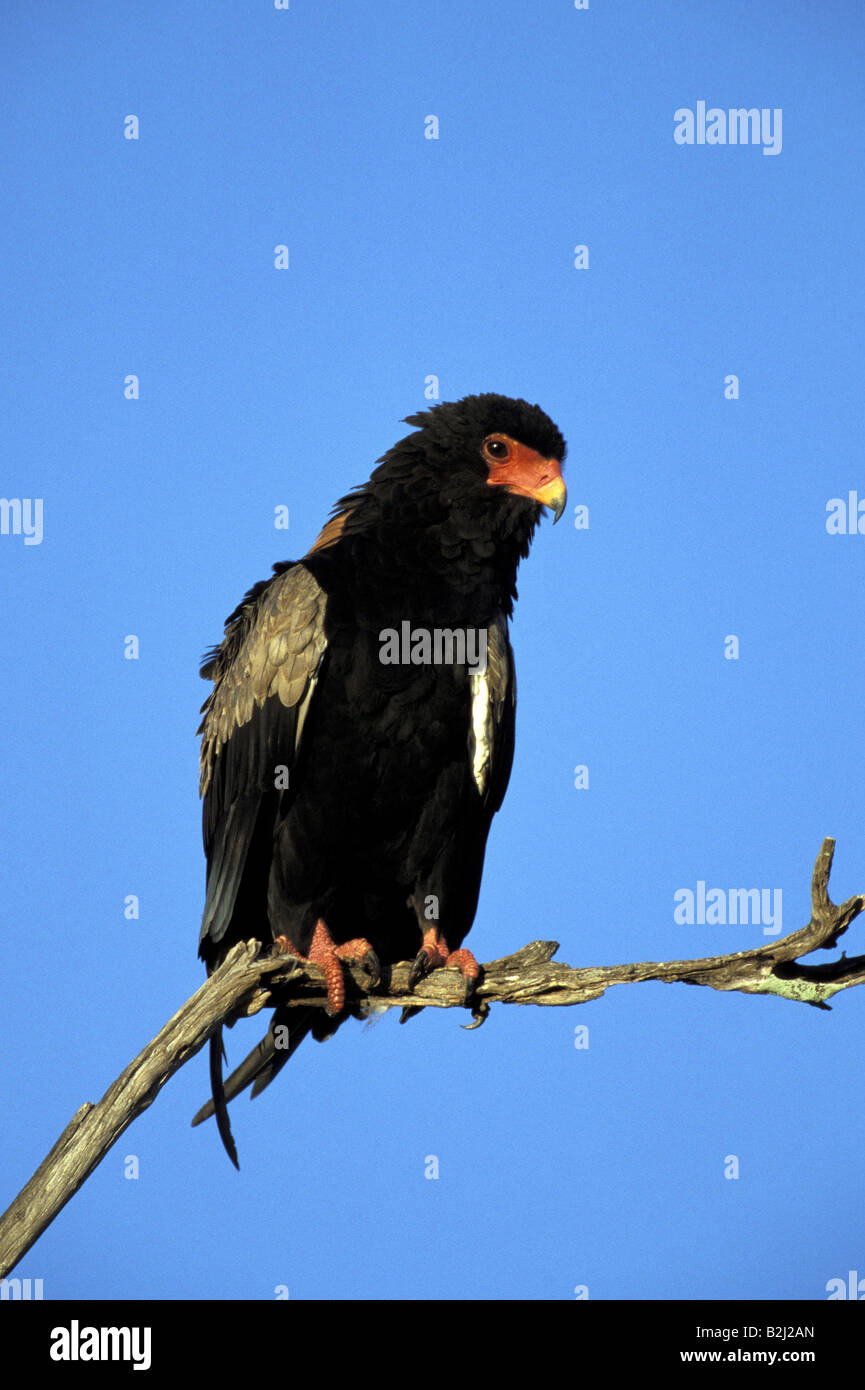 Zoologia / animali, uccelli, avvoltoi, Bateleur, seduto sul ramo, distribuzione: Africa tropicale, Additional-Rights-Clearance-Info-Not-Available Foto Stock