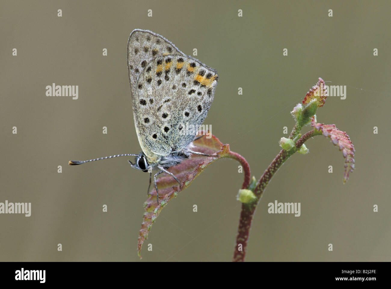 Zoologia / animali, insetti, farfalle, comune blu, (Polyommatus icarus), seduti su una foglia, lato inferiore delle ali, Germania, distribuzione: Europa, Asia, Additional-Rights-Clearance-Info-Not-Available Foto Stock