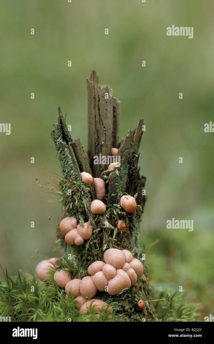 La botanica, funghi, Nectriaceae, corallo, Spot (Nectria cinnabarina), molti funghi a tronco di albero, 'Nationalpark Bayerischer Wald", Germania, Additional-Rights-Clearance-Info-Not-Available Foto Stock