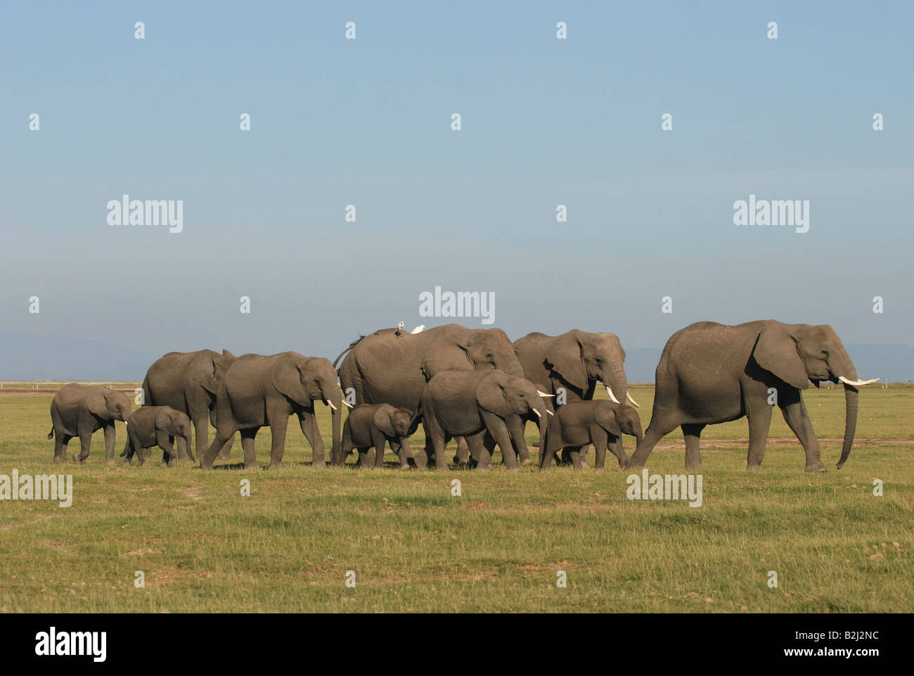 Zoologia / animali, mammifero / di mammifero, Elephantidae, Bush africano Elefante africano (Loxodonta africana), allevamento di Savannah, Amboseli National Park, Kenya, distribuzione: Africa, Additional-Rights-Clearance-Info-Not-Available Foto Stock