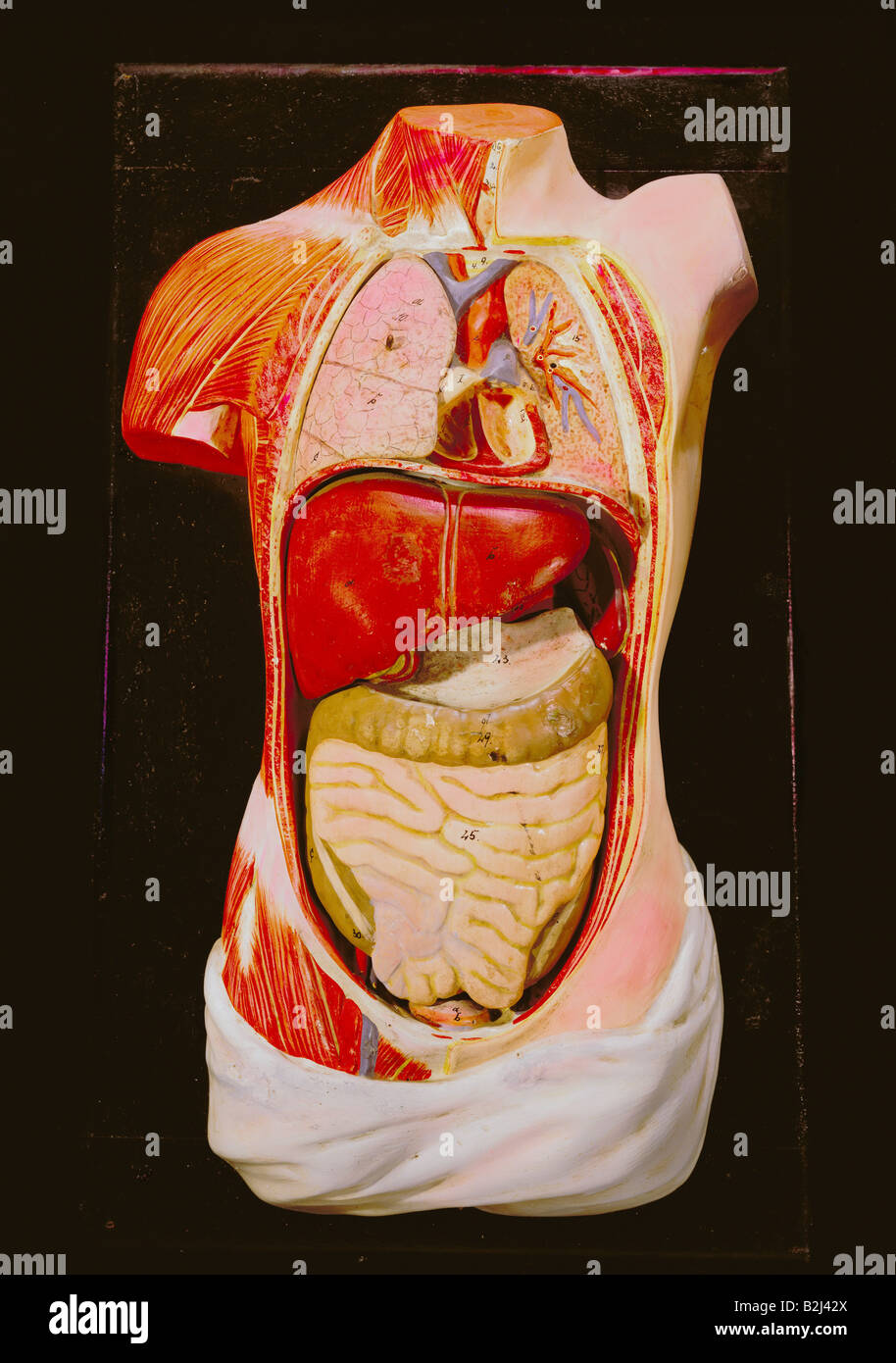 Medicina, anatomia, organi interni, deposito per l'istruzione, Germania, 19th secolo, raccolta privata, corpo umano, cuore, polmone, fegato, stomaco, intestino, storico, storico, persone, Foto Stock