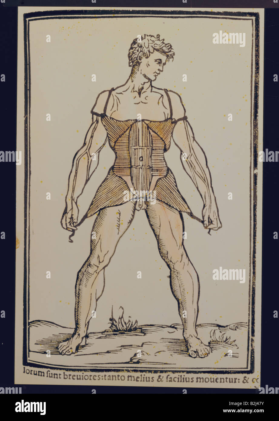 Mediciane, anatomia, muscoli, muscoli abdorminal, incisione su legno colorato, Italia, 16th secolo, umano, persone, muscolo, storico, storico, Foto Stock