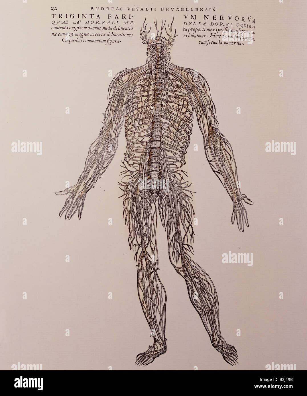 Medicina, anatomia, nervs, woodcut, 'De humi corporis fabrica' di Andreas Vesalius, 1543, collezione privata, , Foto Stock